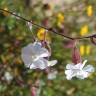 Fotografia 18 da espécie Silene latifolia do Jardim Botânico UTAD