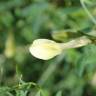 Fotografia 5 da espécie Vicia lutea subesp. vestita do Jardim Botânico UTAD