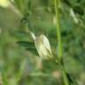 Fotografia 6 da espécie Vicia lutea subesp. vestita do Jardim Botânico UTAD