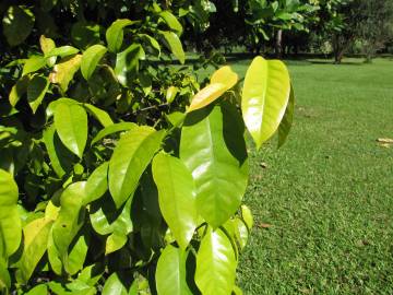 Fotografia da espécie Gnetum gnemon
