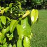 Fotografia 1 da espécie Gnetum gnemon do Jardim Botânico UTAD
