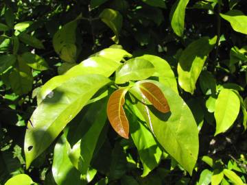 Fotografia da espécie Gnetum gnemon
