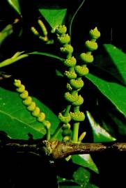 Fotografia da espécie Gnetum gnemon
