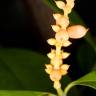 Fotografia 9 da espécie Gnetum gnemon do Jardim Botânico UTAD