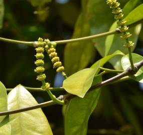 Fotografia da espécie Gnetum gnemon