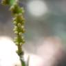 Fotografia 13 da espécie Gnetum gnemon do Jardim Botânico UTAD