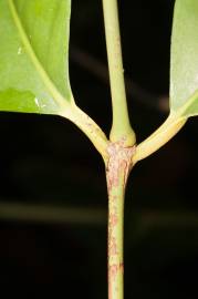 Fotografia da espécie Gnetum gnemon