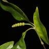 Fotografia 17 da espécie Gnetum gnemon do Jardim Botânico UTAD