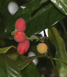 Fotografia da espécie Gnetum gnemon