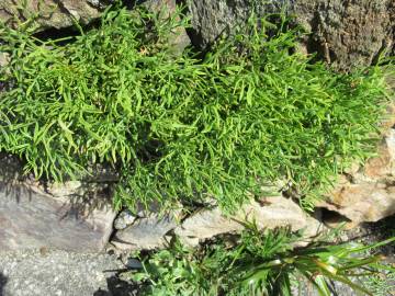 Fotografia da espécie Crithmum maritimum