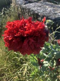 Fotografia da espécie Papaver somniferum subesp. somniferum