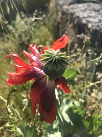 Fotografia da espécie Papaver somniferum subesp. somniferum