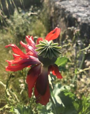 Fotografia 13 da espécie Papaver somniferum subesp. somniferum no Jardim Botânico UTAD