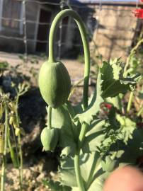 Fotografia da espécie Papaver somniferum subesp. somniferum