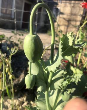 Fotografia 14 da espécie Papaver somniferum subesp. somniferum no Jardim Botânico UTAD