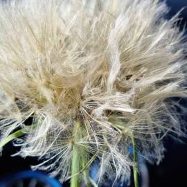 Fotografia da espécie Tragopogon dubius