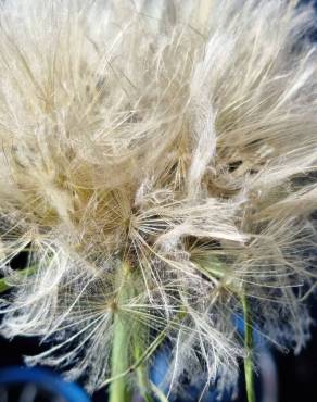 Fotografia 18 da espécie Tragopogon dubius no Jardim Botânico UTAD