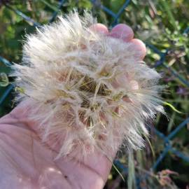 Fotografia da espécie Tragopogon dubius