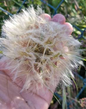 Fotografia 19 da espécie Tragopogon dubius no Jardim Botânico UTAD