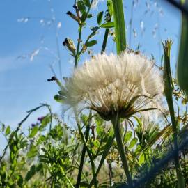 Fotografia da espécie Tragopogon dubius