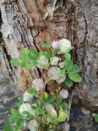 Fotografia da espécie Trifolium tomentosum