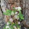 Fotografia 13 da espécie Trifolium tomentosum do Jardim Botânico UTAD