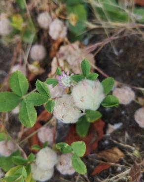Fotografia 14 da espécie Trifolium tomentosum no Jardim Botânico UTAD