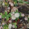 Fotografia 14 da espécie Trifolium tomentosum do Jardim Botânico UTAD