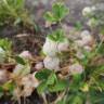 Fotografia 15 da espécie Trifolium tomentosum do Jardim Botânico UTAD