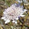 Fotografia 11 da espécie Scabiosa atropurpurea do Jardim Botânico UTAD