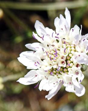 Fotografia 12 da espécie Scabiosa atropurpurea no Jardim Botânico UTAD