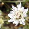 Fotografia 12 da espécie Scabiosa atropurpurea do Jardim Botânico UTAD