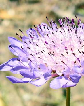 Fotografia 13 da espécie Scabiosa atropurpurea no Jardim Botânico UTAD