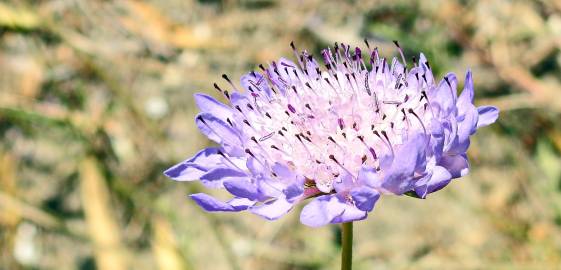 Fotografia da espécie Scabiosa atropurpurea