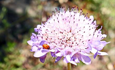 Fotografia da espécie Scabiosa atropurpurea