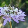 Fotografia 15 da espécie Scabiosa atropurpurea do Jardim Botânico UTAD