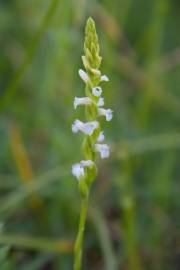 Fotografia da espécie Spiranthes aestivalis