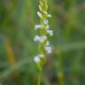 Fotografia 19 da espécie Spiranthes aestivalis do Jardim Botânico UTAD