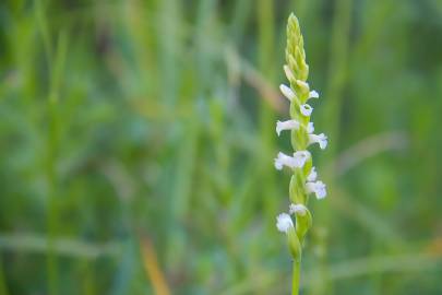 Fotografia da espécie Spiranthes aestivalis