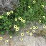 Fotografia 14 da espécie Tolpis barbata do Jardim Botânico UTAD