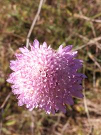 Fotografia da espécie Scabiosa atropurpurea