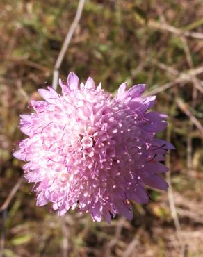 Fotografia 16 da espécie Scabiosa atropurpurea no Jardim Botânico UTAD