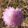 Fotografia 16 da espécie Scabiosa atropurpurea do Jardim Botânico UTAD