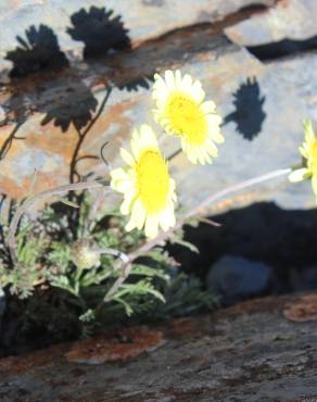 Fotografia 1 da espécie Leucanthemopsis flaveola subesp. flaveola no Jardim Botânico UTAD