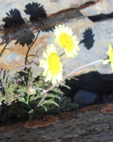 Fotografia de capa Leucanthemopsis flaveola subesp. flaveola - do Jardim Botânico