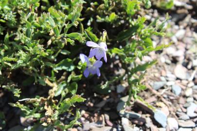 Fotografia da espécie Viola lactea