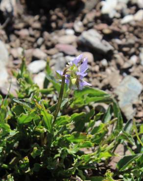 Fotografia 12 da espécie Viola lactea no Jardim Botânico UTAD