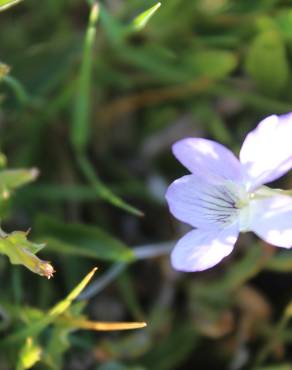 Fotografia 14 da espécie Viola lactea no Jardim Botânico UTAD