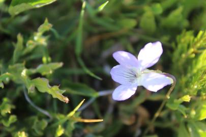 Fotografia da espécie Viola lactea
