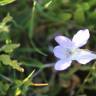 Fotografia 14 da espécie Viola lactea do Jardim Botânico UTAD